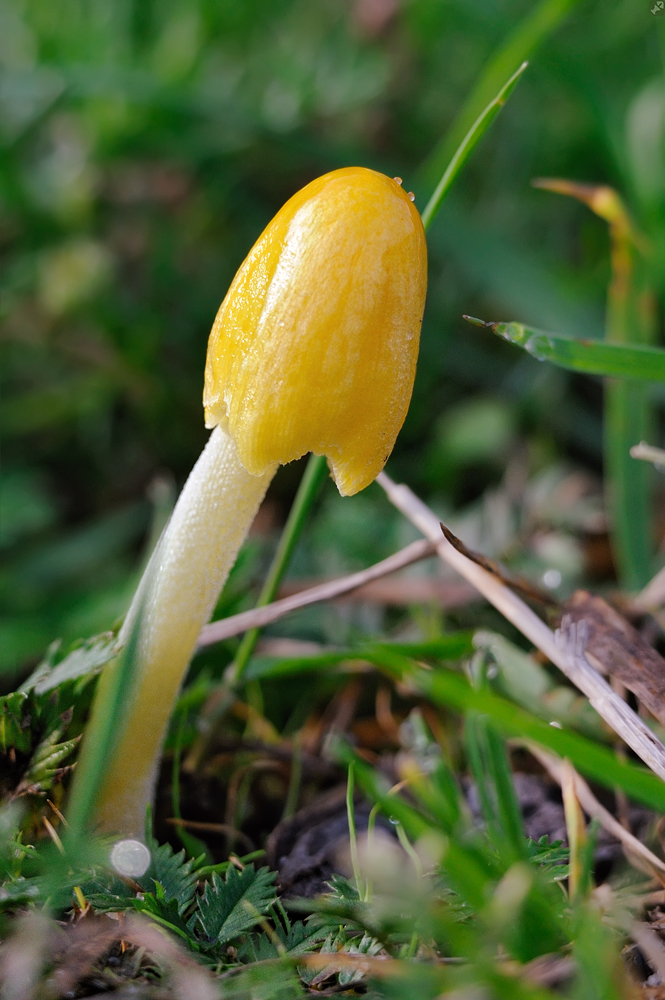Ein Leuchtpunkt im Gras