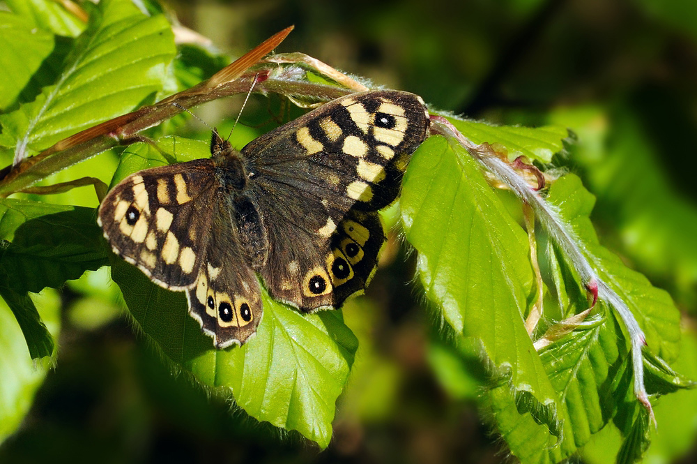 Einladung zum Schach