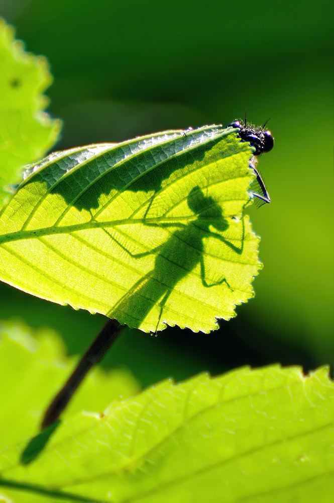 Eins, zwei, drei... ich komme...
