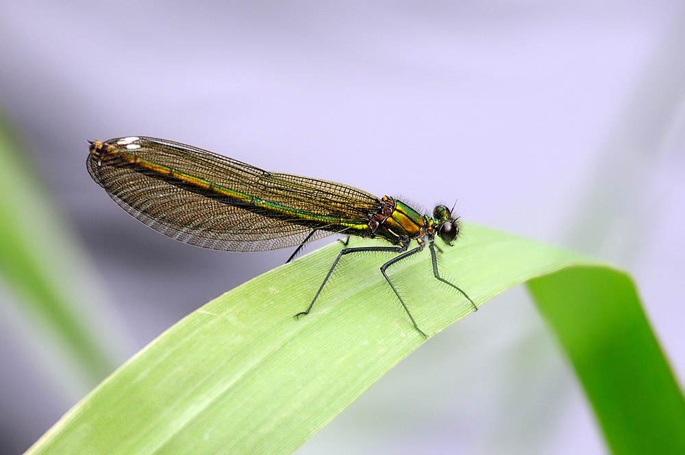 Gebänderte Prachtlibelle weiblich