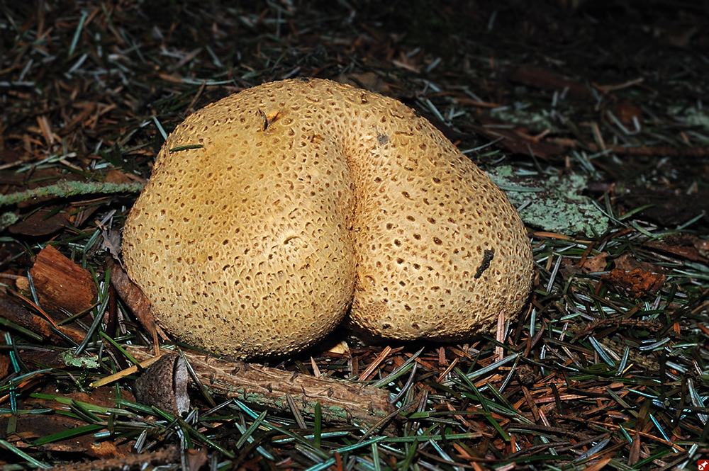 Honi soit qui mal y pense