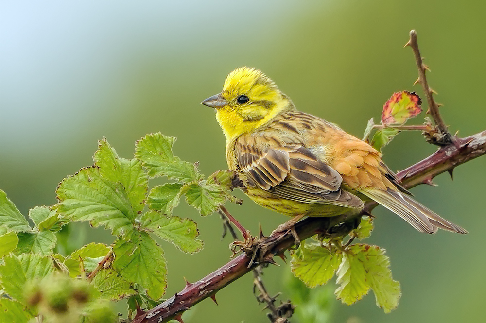 In der Brombeerhecke