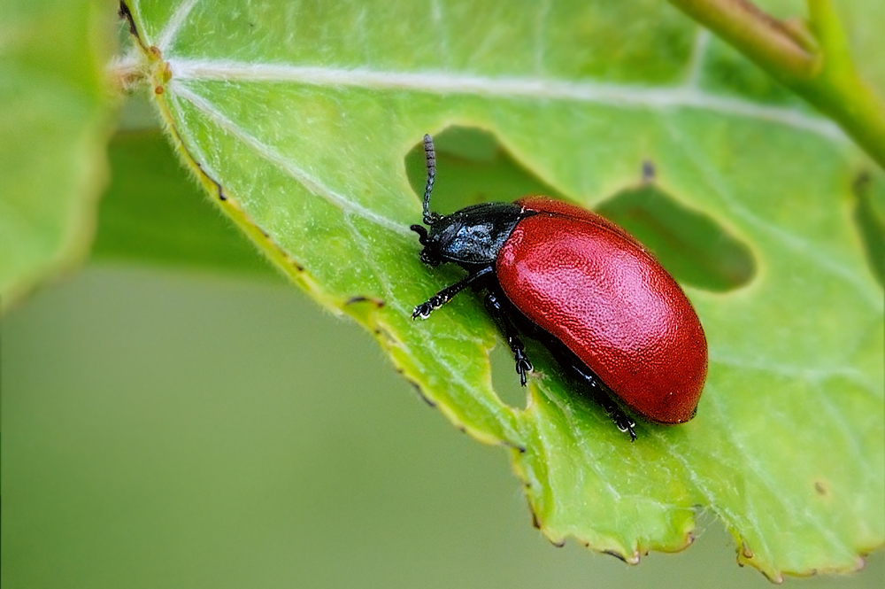 Pappelblattkäfer