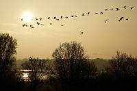 Aufbruch zum Schlafplatz  Jeden Abend überqueren die Gänse aus dem Park laut schnatternd unser Haus, um sich auf den umliegenden Äckern zur Ruhe zu begeben.