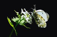 Aurora  Im Gegensatz zum Männchen, welches auf der Flügeloberseite eine orangene Färbung aufweist, kann das Weibchen des Aurorafalters  (Anthocharis cardamines)  leicht mit dem Kleinen Kohlweißling verwechselt werden. Erst die Unterseite zeigt die typische Marmorierung.