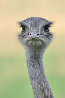 Der tut nix  Der strenge Blick ist ihnen angeboren, ansonsten sind sie aber defensiv und eher scheu. Gelegentlich soll schon mal ein besorgter Hahn sein Gelege gegen zu nahe kommende Menschen mit einem Scheinangriff verteidigt haben, tätliche Übergriffe der schnellen Flüchter sind aber trotz unkender Gerüchte noch nie bekannt geworden. Wenn alle Neophyten sich so unauffällig in die stark zersiedelte deutsche Landschaft integrieren würden wie die Nandus, gäb's wenig Probleme. Waschbären, Nerze und die eingeschleppten aquatischen Invasoren der Ostsee zum Beispiel tangieren die heimischen Biotope viel heftiger.