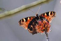 Durchscheinend  Tagpfauenauge  (Inachis io)  auf Rotahornblüte  (Acer rubrum)