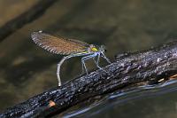 Ei, Ei...  Einblick in die Vorbereitung zur Serienproduktion kleiner Prachtlibellen Blauflügel-Prachtlibelle  (Calopteryx virgo) , Weibchen
