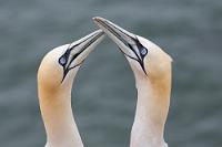 Eleganz  Von geradezu ästhetischer Eleganz mutet der Umgang dieser Vögel im Umgang mit dem Partner an. Für die etwas unglückliche Namensgebung gibt es laut Wikipedia mindestens vier bis fünf verschiedene Erklärungen – als wahrscheinlichste soll der etwas tölpelhaft wirkende Watschelgang der Tiere verantwortlich sein.   Northern Gannet  (Morus bassanus)   Basstölpel