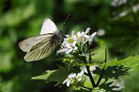Heute mal kein Kohl  Vom Kohl- oder anderen Weißlingen unterscheidet er sich durch die dunkle Adernumrahmung auf der Flügelunterseite.   Grünader- od. Raps-Weißling  (Pieris napi)