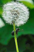 Hi Friends...  So nett wird man begrüßt, wenn man sich im Bodetal/Harz auf Wanderschaft begibt. Gleich zu Beginn des Wegs in Treseburg winkte uns dieser freundliche Rüsselkäfer  (Hylobius abietis)  aus seinem natürlichen Pestwurz-Biotop am Rande der Bode zu – auch wenn er sich für dieses Foto mal auf einen Löwenzahn gesetzt hat. Wegen seiner natürlichen Affinität zu jungen Bäumen wie Kiefern, Lärchen und Koniferen ist dieser 'freundliche' Käfer nicht von allen wohlgelitten. Da er sich bevorzugt von der Rinde dieser Bäume ernährt und mitunter auch in hohen Stückzahlen einfällt, ist er ein erheblicher Waldschädling.