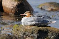 Höhlenbrüter  Baumhöhlen mit einem Einflugloch von 12 cm Durchmesser sind die bevorzugten Brutplätze des Gänsesägers. Ersatzweise werden auch Uferhöhlungen und Ähnliches genommen. Das Gelege umfaßt 7 bis 14 Eier und wird bis zu 35 Tage lang vom Weibchen bebrütet. Schon nach 1-2 Tagen verlassen die Küken das Nest, wobei sie mitunter erhebliche Fallhöhen zu bewältigen haben. Der Erpel hat schon mit Beginn der Brutperiode mit der Mauser begonnen und trägt fortan bis zur nächsten Balz ein Schlichtkleid, welches ihn ununterscheidbar vom Weibchen macht.  Gänsesäger  (Mergus merganser)