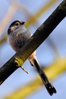 Nette Gäste  Kommen immer mal wieder vorbei, häufig in kleinen Trupps, sind aber dann auch meist schnell wieder weg. Schade eigentlich, sind sehr sympathische kleine Meisen.  Schwanzmeise  (Aegithalos caudatus)