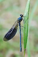 Noch 'ne Libelle  Ähnlich wie ihre seltenere Verwandte – die Blauflügel-Prachtlibelle – schätzt die Gebänderte Prachtlibelle  (Calopteryx splendens)  saubere, langsam fließende Gewässer. An attraktiven Standorten können die Tiere besonders in der Paarungszeit recht zahlreich auftreten. Häufig gemischt mit ihren Verwandten. Dabei lassen sich nur die Männchen anhand der Flügelfärbung unterscheiden – die Weibchen sehen sich bei beiden Arten zum Verwechseln ähnlich. Dieses Foto entstand am Elbufer nahe Lauenburg.