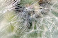 Pustefix  abgelebter Löwenzahn