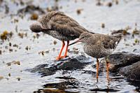 Rote Liste, Stufe 2  Sein Kumpel ist den Überwachern offensichtlich bisher entgangen und darf sich noch der Ringfreiheit erfreuen. Diese Vögel an der Ostsee überhaupt zu Gesicht bekommen zu haben, kann man schon fast als Privileg empfinden, denn der Rotschenkel hat in der Roten Liste den Status "stark gefährdet". Ebenso wie der zuvor gezeigte Steinwälzer ist auch er vom Klimawandel stark betroffen und zieht sich bei geringer werdender Zahl in immer nördlichere Brutgebiete zurück.   Rotschenkel  (Tringa totanus)