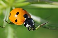 Sackgasse  Keine Wendemöglichkeit für Brummis ;o)  Nur echt mit den sieben Punkten: Marienkäfer  (Coccinella septempunctata)