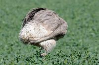 Selbstumrundung  Nicht nur Selfies, sondern noch ganz andere Formen selbstbegutachtender Aktivitäten sind mit so einem langen Hals möglich.  Wer in seiner südamerikanischen Heimat Lebensräume von der Tieflandpampa bis zum Altiplano mit nächtlichen Tieftemperaturen von bis zu -20°C bewohnt, hat auch mit der norddeutschen Tiefebene keine Schwierigkeiten. Inzwischen wird der Neubürger – abgesehen von ein paar Bauern, die um ihre Rapsbestände bangen – allgemein willkommen geheißen und stellt inzwischen eine große Attraktion dar, die neugierige Menschen in erstaunlicher Nähe duldet.