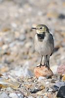 Steinmännchen  Junge Bachstelze  (Motacilla alba)  im Schlichtkleid