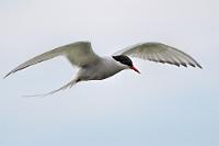 Südgrenze  Die schleswigholteinischen Küsten zählen zu den südlichsten Brutgebieten dieses Extremlangstreckenziehers. Er bevorzugt die polaren und subpolaren Lebensräume und profitiert als Tagjäger von dem ausdauernden Tageslicht dieser Breiten.  Küstenseeschwalbe  (Sterna paradisaea)