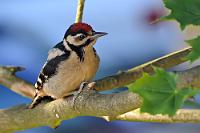 Vorm Fenster #5  Junior kommt auch alleine zum Futter. Wenn Papa aber mitkommt, ist Betteln allemal bequemer. Und man kann noch ein wenig Abendsonne tanken!