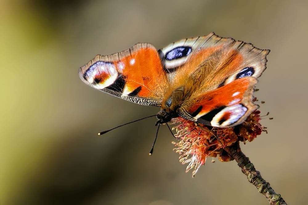 Weil's so schön war...