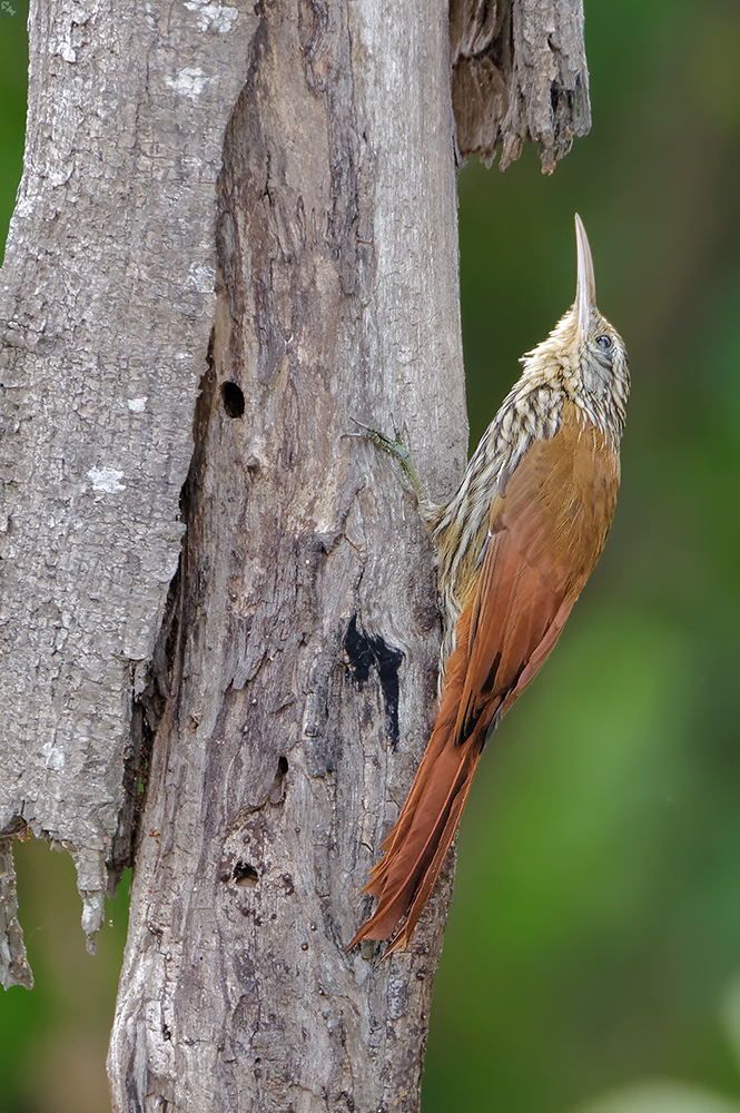 Aufrechter Lebensstil