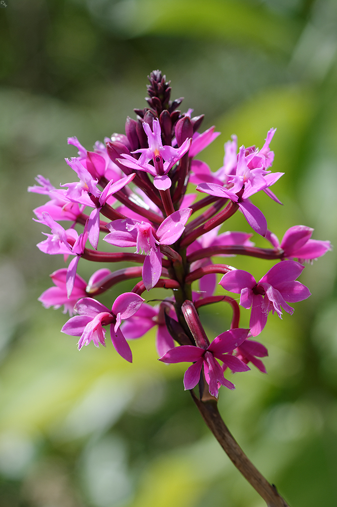 Ein exemplarisches Gewächs