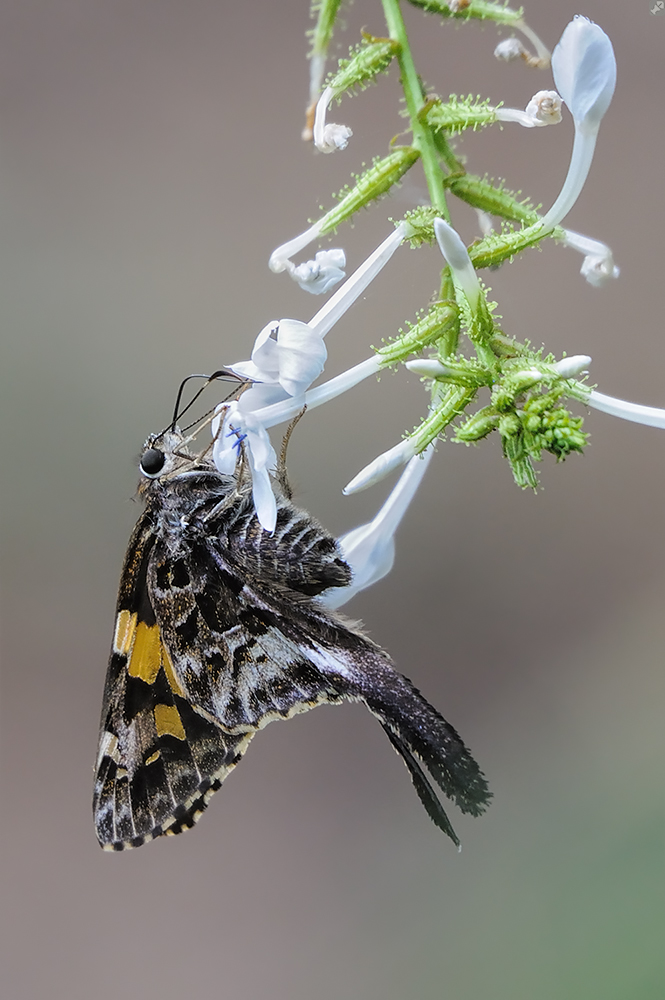 Ein Segler anderer Art