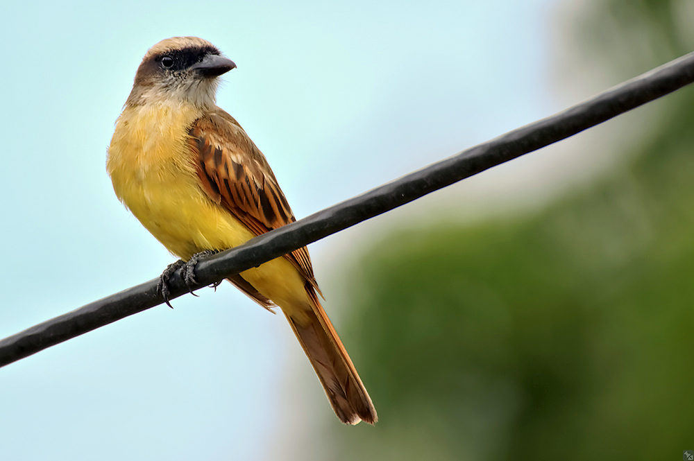 Ein Vogel auf dem Drahtseil
