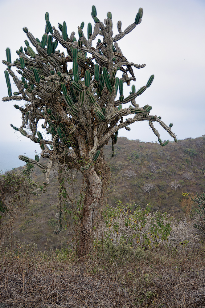 Einsamer Kakteenbaum