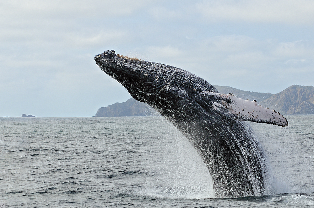 Ein fliegender 30-Tonner