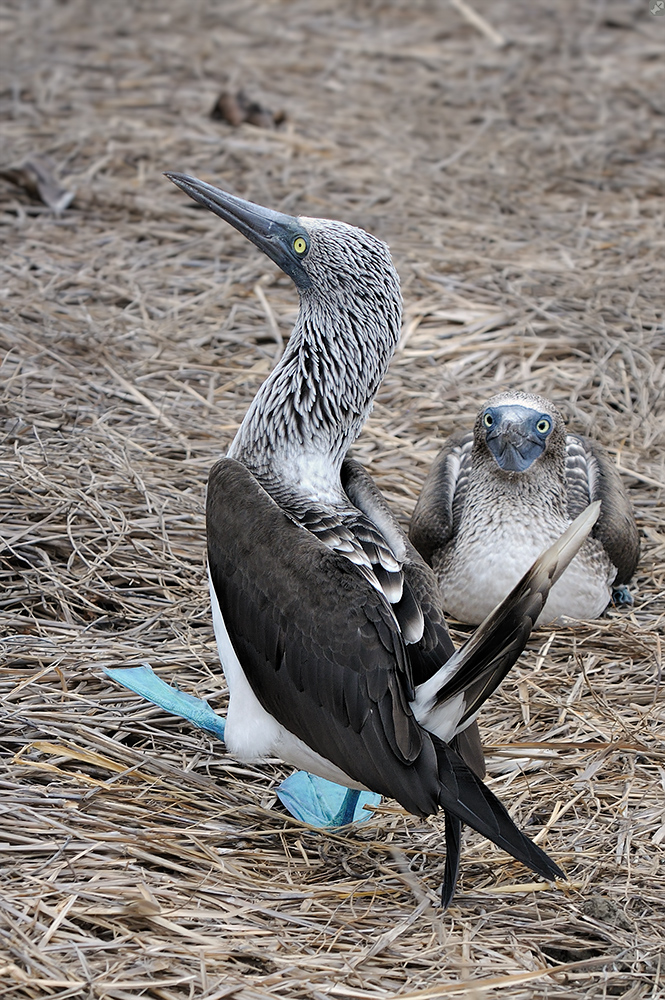 Gnadenlose Auswahlkriterien
