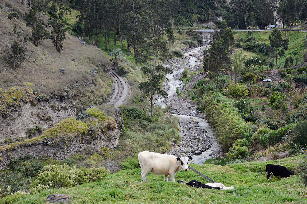 Holsteiner Milchvieh