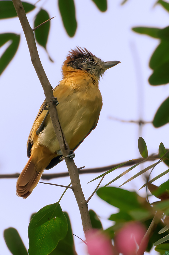 In Wirklichkeit harmlos