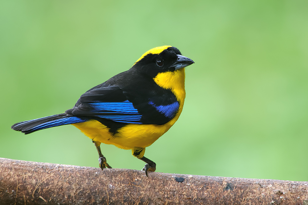 Der Name ist länger als der Vogel