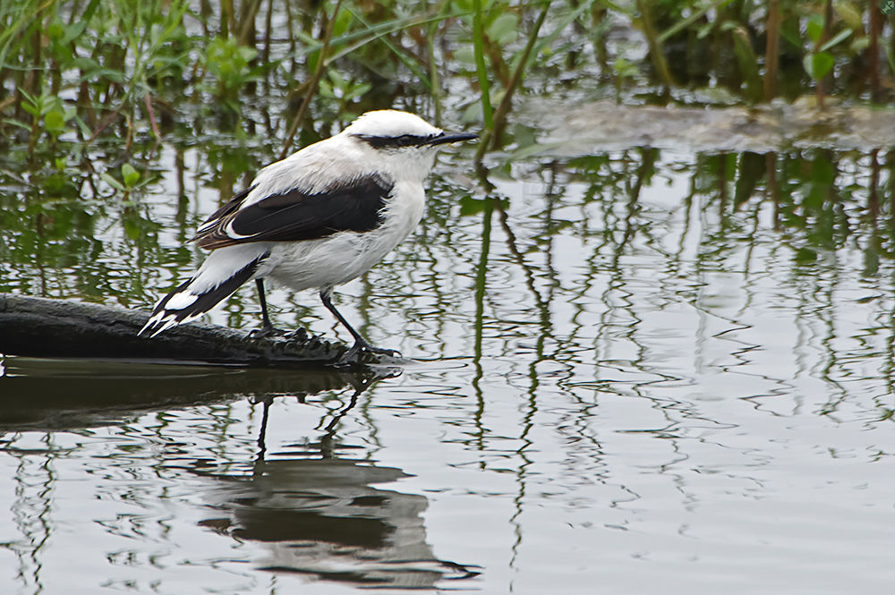 Maskierter Fliegenfänger