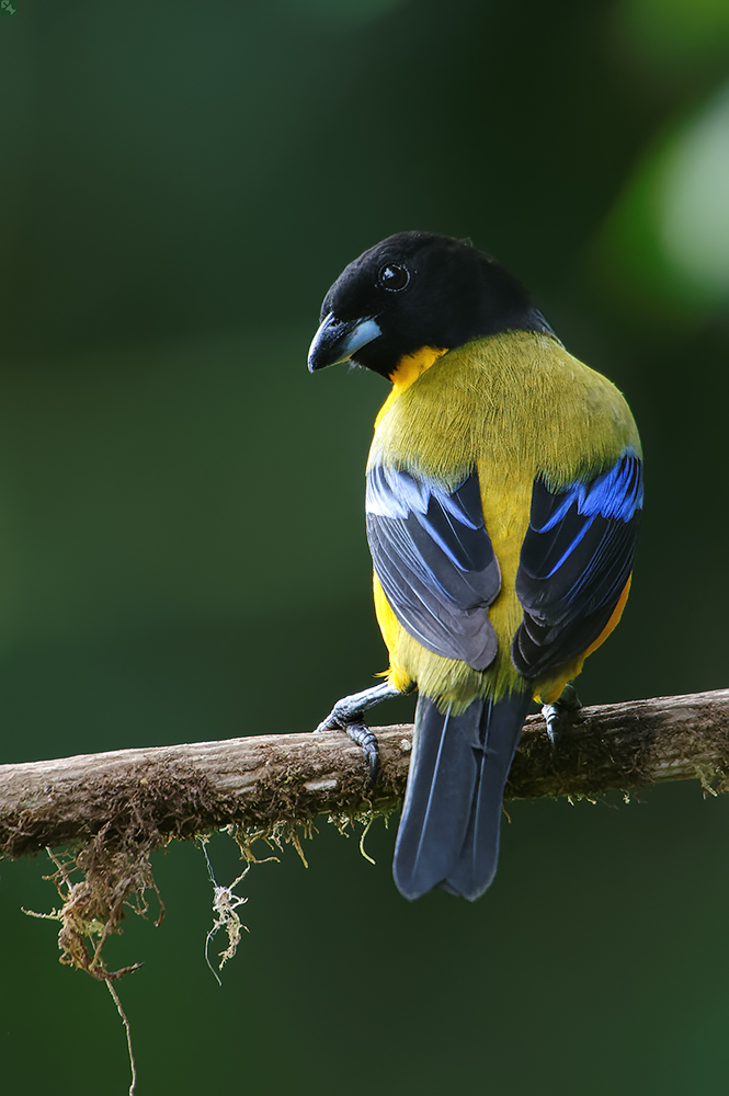 Gefällt Ihnen mein Outfit?