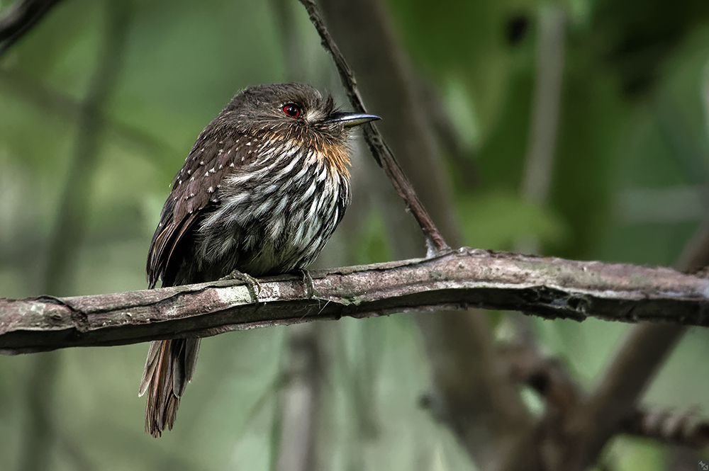 Regungsloser Ansitzjäger