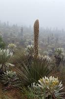 Achupalla  Auch auf dem gleichen Weg zurück gibt es noch viel zu entdecken. Neben diesen – später blassblau blühenden – Puya-Stauden finden sich auch kleine Gruppen urwüchsiger Polylepis-Papierbäumchen zwischen den Espeletias-Rosetten. Zurück beim Auto werden wir fassungslose Zeugen der Ankunft einer Dreiergruppe junger Mountainbiker, die laut lachend das Ranger-Häuschen entern. Offensichtlich die Ranger, denen ein steil ansteigender Arbeitsweg auf schlammigen Straßen in 3500 m Höhe nichts ausmacht...     Woolly Puya  (Puya hamata)  \Wollige Puya : el angel, achupalla, puya clava-herculis