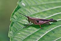 Blattbewohner  Wir lassen uns Zeit und versuchen, die in den großzügigen Gehegen oftmals nur schwierig zu entdeckenden Bewohner ausfindig zu machen. Häufig sind es nur die erstaunlich trillernden und tschilpenden Laute der Kleinaffen, die ihren Aufenthaltsort im Geäst der Urwaldbäume verraten. Einfacher sind hingegen die üppigen Pflanzen zu  bewundern, auf deren Blättern sich mitunter beeindruckende Insekten niedergelassen haben. : puyo, paseo de los monos