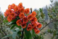 Blütenpracht  Immer wieder wird uns erstaunt bewußt, dass wir uns meist in Höhen aufhalten, in denen wir zu Hause die Baumgrenze schon weit hinter uns gelassen hätten. Gut, wie kalt es nachts werden kann, haben wir, 1000 m tiefer gelegen, schon in unserem Hotelzimmer erfahren. Trotzdem ist hier alles grün und an allen Ecken erfreuen uns exotische Pflanzen mit ihren prächtigen Blüten.   Orange Sunset  (Bomarea multiflora) : laguna mojanda, orange sunset, bomarea sp., bomarea multiflora, bomarea sanguinea