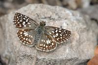 Dickkopf  Der Pfad, welcher leicht ansteigend durch einen tropischen Trockenwald führt, ist interessant wegen der abwechslungsreichen Vegetation. Von der artenreichen Vielfalt sehen wir als Erstes aber lediglich ein Papierwespennest und ein paar kleine Eidechsen. Später öffnet sich das Gelände und auf einem sonnendurchfluteten Aussichtsplateau empfangen uns verschiedene Vögel und ein paar interessante Schmetterlinge. Ein guter Platz, um etwas zu verweilen und mit der Kamera auf Pirsch zu gehen.  Brenda Checkered-Skipper  (Burnsius brenda)  male Familie: Dickkopffalter  (Hesperiidae) : guayaquil, cerro blanco, tropical checkered-skipper, pyrgus oileus, dickkopffalter, hesperiidae