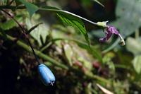 Die blaue Frucht  Trotz aller Mühen gelingt es uns auch nicht, die in Aussicht gestellte Canopy-Anlage zu finden. Maren spitzt zwar gelegentlich die Ohren und meint, ein hohes Sirren von Stahlseilen zu vernehmen – allein, die Richtung, aus der die Töne vermeintlich kommen, ist wegen eines gesperrten Weges nicht zugänglich. Dann eben nicht... wir sind für solche Späße sowieso zu alt ;-).  Die exotische Pflanzenwelt, welche in diesem Klima Blüten und Früchte gleichzeitig ausbildet, fasziniert dafür auf ganz andere Art.   Burmeistera cyclostigmata : mindo, pichincha, burmeistera cyclostigmata