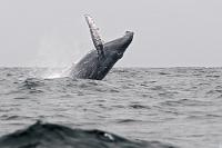Ein grauer Wal  Auf der Hinfahrt saßen wir weit hinten auf den längs der Bordwand angeordneten Sitzen, was uns dank des bewegten Wassers mehr als eine Dusche bescherte. Klug geworden, hatten wir uns jetzt weiter nach vorn gesetzt, etwas im Windschatten der hochgezogenen Bordwand. Auch da konnten wir dem Spritzwasser nicht völlig entgehen, wurden aber wenigstens nicht überspült von der zurückschlagenden Sturzsee, die sich über die vor den Motoren Sitzenden ergoß, als der Kapitän bei einer Walsichtung schlagartig das Gas zurücknahm. Es waren zwar nicht die gestrigen Optimalbedingungen – der Himmel  und das Wasser waren grau, das Boot schaukelte heftig und die Wale waren meist weit weg – aber immerhin kamen wir nochmals für ca. 20 Min. in den Genuß einer mitreißenden Darbietung der großen Meeressäuger. Für die komplett Durchnäßten blieb dies allerdings ein zwiespältiges Erlebnis und nachdem sich infolge des starken Schaukelns auch noch eine Mitpassagierin übergeben hatte, war die Stimmung im weiteren Verlauf der Rückfahrt etwas beklommen.  Trotz allem war der Besuch der Insel ein tolles Erlebnis, welches jedem Besucher von Puerto López unbedingt zu empfehlen ist!   Humpback Whale  (Megaptera novaeangliae)  Buckelwal : puerto lópez, isla de la plata, machalilla, humpback whale, megaptera novaeangliae, buckelwal, whale watching