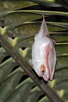 Einbeinhänger  EIN echtes Highlight hält der Morgen aber für uns bereit. Unter dem schützenden Blatt einer Palme nahe unseres Bungalows hat sich diese hübsche weiße Fledermaus zur Tagruhe begeben. Trotz des für Menschen recht auffälligen Ruheplatzes bleibt das Tierchen dort unbehelligt, denn Freßfeinde scheinen die weiße Fledermaus eher für eine Blattlücke oder ein Papierwespennest zu halten.   Northern Ghost Bat  (Diclidurus albus)   Amerikanische Gespenstfledermaus : puerto lópez, northern ghost bat, diclidurus albus, amerikanische gespenstfledermaus