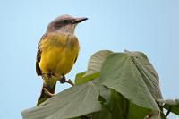 Einer von 200 Mio.  So eng begrenzt der Lebensraum des Samtstirntyranns, so ausgedehnt ist der des Tropical Kingbird, welcher mit einer Population von geschätzten 200 Mio. Exemplaren der häufigste Königstyrann und über gesamt Mittel- und Südamerika anzutreffen ist.  Um 12:30 Uhr sind wir an der Hauptstraße und wir brauchen nicht lang auf das Taxi zu warten, welches uns wieder nach Puerto López bringt und vor der Hosteria absetzt. Nach einem herzlichen Dankeschön an Sandra und einem kleinen Aufschlag auf das abgemachte Honorar, holen wir unser fertig gepacktes Auto vom Parkplatz, verabschieden uns vom Hotelpersonal und sind auf dem Weg nach Canoa.  Tropical Kingbird  (Tyrannus melancholicus)   Trauerkönigstyrann : puerto lópez, ayampe, río ayampe, colibri bird trail, tropical kingbird, tyrannus melancholicus, trauerkönigstyrann