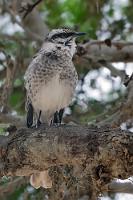 Empfangsständchen  Wir überstehen die unleidliche Führerin der heutigen Exkursion – schließlich sind wir nicht wegen ihr mitgekommen, sondern wegen der sehr beeindruckenden Vogelwelt. Dass Artefakte präkolumbianischer Kulturen freigelegt wurden, die hier zwar nicht ständig lebten, die Insel aber wohl zu rituellen Zwecken aufsuchten, erfahren wir auch nicht, dafür empfängt uns aber bei der Rückkehr in der Anlegebucht der melodische Gesang einer Spottdrossel, die in einem Baum am Strand sitzt.  Nach der energischen, heiser geflüsterten Ermahnung, nur mit gründlich gereinigten Schuhsohlen das wartende Boot zu entern, verlassen wir die "Silberinsel", deren Namensherkunft im Dunklen liegt. Einige meinen, der Name sei auf Sir Francis Drake zurückzuführen, der hier einen den Spaniern geraubten Silberschatz versteckt haben soll, andere bezweifeln das, haben aber auch keine bessere Erklärung.   Long-tailed Mockingbird  (Mimus longicaudatus)  Langschwanz-Spottdrossel : puerto lópez, isla de la plata, machalilla, long-tailed mockingbird, mimus longicaudatus, langschwanz-spottdrossel