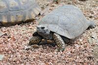 Gelbfuß  Was tun? Auch wenn wir wenig Hoffnung haben, ausgerechnet auf einer Autofahrt in Richtung Amazonas Tiefland trockeneres Wetter zu erhaschen, brechen wir ins 65 km entfernte Puyo auf – eine Tour, die wir ursprünglich gar nicht unbedingt auf der Rechnung hatten. Aber – oh Wunder – je tiefer wir ins Andenvorland vorstoßen, desto schöner wird es und als wir in Puyo ankommen, umgibt uns eine sonnige, wenn auch schwüle Regenwaldwärme. Wir haben die Hoffnung, bei unserer Rückfahrt nach Baños später am Tag doch noch die Wasserfälle trockenen Fußes besuchen zu können – aber, was machen wir bis dahin? Ein Blick in den Reiseführer weist uns neben nicht so wahnsinnig interessanten Attraktionen auf eine nahegelegene Affen-Auffangstation hin, deren Besuch uns lohnend erscheint.  Yellow-foot Tortoise  (Chelonoidis denticulata)   Waldschildkröte : puyo, paseo de los monos, yellow-foot tortoise, chelonoidis denticulata, waldschildkröte
