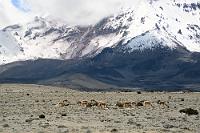 Gestrandet  Nun stehen wir da, all unsere Sachen sind im Auto: Geld, Vertragspapiere mit Notfalltelefonnummern, Kameras, Essen, Getränke... nur die Pässe sind glücklicherweise da und helfen später, uns telefonisch zu legitimieren, nachdem wir mit der selbstlosen Hilfe der Angestellten des Besucherbüros Kontakt zum Autovermieter aufnehmen konnten. Alleine das Ermitteln der Telefonnummer des Vermieters war wegen der grottenlangsamen Internetanbindung der Station ein Abenteuer und wir sind den beiden Angestellten wegen ihrer unendlichen Geduld und Hilfsbereitschaft zu höchstem Dank verpflichtet! Nachdem der Versuch, das Fahrzeug von Quito aus per Mobilfunk zu entsperren wegen zu schwachen Signals gescheitert war, blieben zwei Alternativen: Entweder Scheibe einschlagen (mit unabsehbaren Reparaturfolgen in den nächsten Tagen), oder 5 Stunden Warten auf einen Mitarbeiter des Vermieters mit Ersatzschlüssel. Wir haben uns für Letzteres entschieden... Glücklicherweise befindet sich neben dem Eingangsgebäude noch eine Cafeteria auf dem Gelände. Nach Schilderung unserer Notlage läßt man uns freundlicherweise (auch ohne Verzehr) bis zum Betriebsschluß um 17 Uhr im warmen Restaurant sitzen. Danach finden wir uns neben einem Schweizer Ehepaar, welches hier hochgeradelt ist und die Nacht im Zelt verbringen will, in einem sturmgeschützten Windfang wieder. Später tauchen noch drei amerikanische Radler auf und dank heißen Tees vom Gasbrenner und interessanten Gesprächen vergehen die Stunden bis zur Ankunft des Notfallautos aus Quito zwar kalt, aber einigermaßen zügig. : chimborazo, vicuña, vicugna vicugna, vikunja